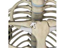 Sternoclavicular Joint (SC joint)