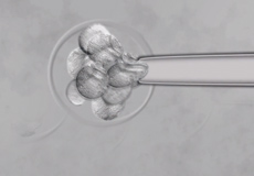 Embryonic Stem Cell Injections